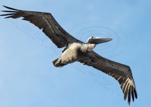 Pelican copyright.jpg